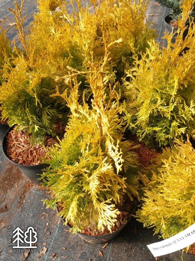 Thuja occidentalis   'Sunny Smaragd' = 'Hoogi023'